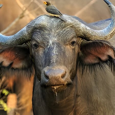 Buffalo